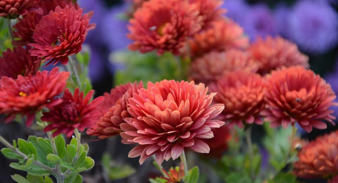 November - Krysantemum